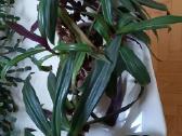 Įspūdinga kambarinė gėlė – Tradescantia spathacea - nuotraukos Nr. 2