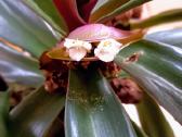 Įspūdinga kambarinė gėlė – Tradescantia spathacea - nuotraukos Nr. 3