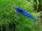 Žuvytės Betta-fish splenders, Deltukai ir krevetės - nuotraukos Nr. 25