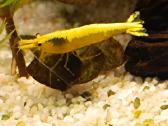 Žuvytės Betta-fish splenders, Deltukai ir krevetės - nuotraukos Nr. 26