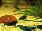 Žuvytės Betta-fish splenders, Deltukai ir krevetės - nuotraukos Nr. 27