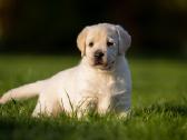 Labradoro retriveriai su dok