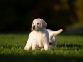 Labradoro retriveriai su dok - nuotraukos Nr. 2