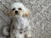 Maltipoo Mergytė