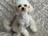 Maltipoo Mergytė - nuotraukos Nr. 2