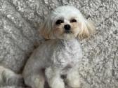 Maltipoo Mergytė - nuotraukos Nr. 3