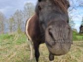 Parduodamas poni arkliukas