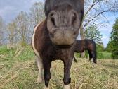 Parduodamas poni arkliukas - nuotraukos Nr. 2