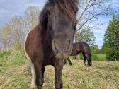 Parduodamas poni arkliukas - nuotraukos Nr. 3