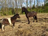 Parduodamas poni arkliukas - nuotraukos Nr. 4