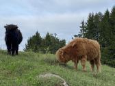 Parduodam hailendų telyčias - nuotraukos Nr. 4