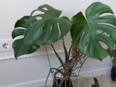 Kambarinė gėlė Monstera - nuotraukos Nr. 2
