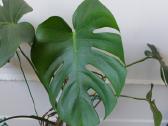 Kambarinė gėlė Monstera - nuotraukos Nr. 3