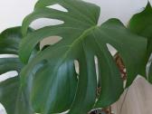 Kambarinė gėlė Monstera - nuotraukos Nr. 4