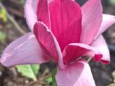 Magnolijos , azalijos, rododendrai - nuotraukos Nr. 29