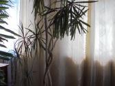 Dracenos didelės 2 vnt. ir mažesnės - nuotraukos Nr. 11