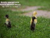 Indijos begikes antys - ančiukai šliužų naikintoja - nuotraukos Nr. 3