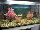 Akvariumas su žuvytėmis - nuotraukos Nr. 2