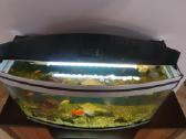 220 l panoraminis akvariumas - nuotraukos Nr. 2