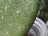 Hoya Thomsonii jaunas augalas