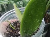 Hoya Thomsonii jaunas augalas - nuotraukos Nr. 3