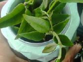 Vaškuole Hoya Bella - nuotraukos Nr. 2