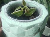 Vaškuole Hoya Bella Albomarginata