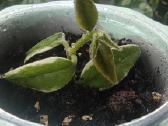 Vaškuole Hoya Bella Albomarginata - nuotraukos Nr. 2