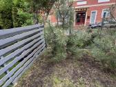Pinus nigra austrinė juodoji pušis