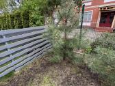 Pinus nigra austrinė juodoji pušis - nuotraukos Nr. 2