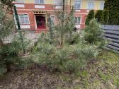 Pinus nigra austrinė juodoji pušis - nuotraukos Nr. 3