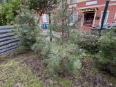 Pinus nigra austrinė juodoji pušis - nuotraukos Nr. 4