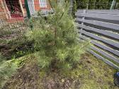 Pinus nigra austrinė juodoji pušis - nuotraukos Nr. 5