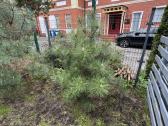 Pinus nigra austrinė juodoji pušis - nuotraukos Nr. 6