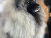 Volfšpicai su dokumentais