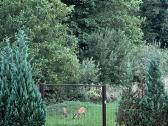 Parduodamas įrengtas namas šalia Karkles,baseinas - nuotraukos Nr. 8