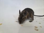 Dovanoju degu