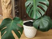 2 virsuniu monstera deliciosa - nuotraukos Nr. 2
