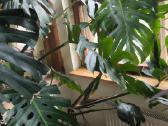 2 virsuniu monstera deliciosa