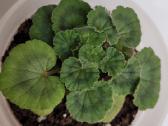 Pelargonija - nuotraukos Nr. 3