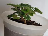 Pelargonija - nuotraukos Nr. 4