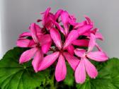 Pelargonija