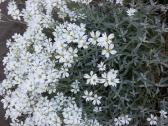 Nuosavo gėlyno,gėlių perteklius - nuotraukos Nr. 27