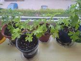 Parduodu gėles kvapnioji Pelargonija (Jaronimas)