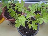 Parduodu gėles kvapnioji Pelargonija (Jaronimas) - nuotraukos Nr. 2