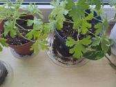 Parduodu gėles kvapnioji Pelargonija (Jaronimas) - nuotraukos Nr. 3