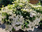 Hortenzijos Runaway Bride
