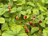 Pirtis#pirtele#spa#sodyba#poilsis#nuoma#kubilas - nuotraukos Nr. 37