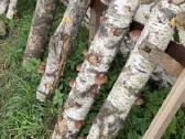 Shiitake grybų rąsteliai (2025 metų) - nuotraukos Nr. 15