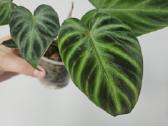 Philodendron Verrucosum mažyliai samanose
